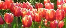 2.500 tulpenbollen voor 'Zevenaarder die het verdient'
