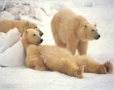 pb_relax1