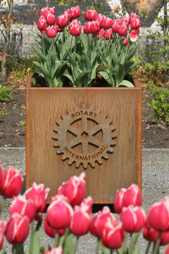 De End Polio Now-tulpen kunnen bezoekers aan de hortus niet ontgaan…