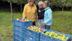 Afbeelding voor Rotary Helpt Project 'Appels plukken voor de Voedselbank'