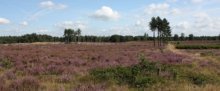 17 januari 2015: Snoeien op landgoed Den Treek-Henschoten