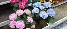 floraholland