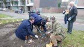 planten tulpen