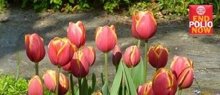 De End-polio-now tulp