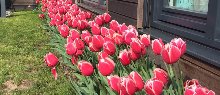 bloembollen tgen polio