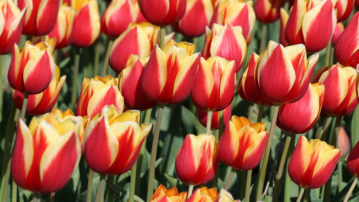 Gemeente Harlingen plant 5.000 tulpenbollen tegen polio | Omrop Fryslân