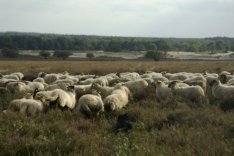 Schapen voor het GNR