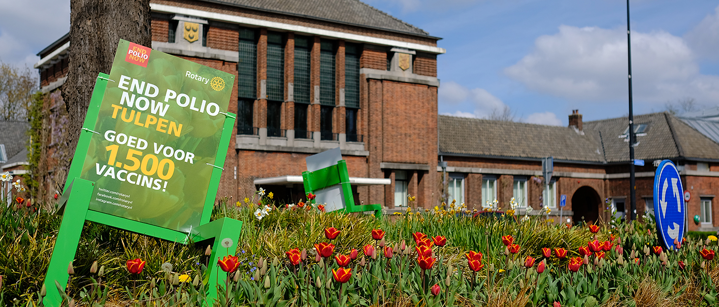 Tulpenbollen op de rotonde voor het gemeentehuis