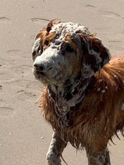 Dog looking for ball under algae at Noordwijk's sea shore by Lydia