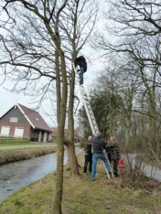 Hoog de boom in voor de nestkasten