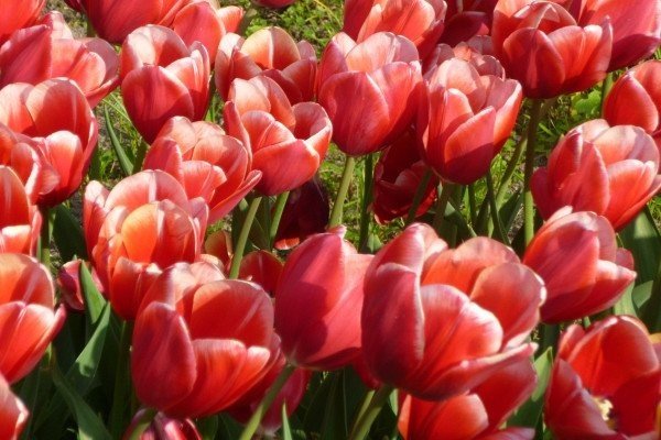 Afbeelding met bloem, plant, tafel, vaas

Automatisch gegenereerde beschrijving