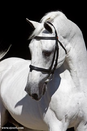 Afbeelding met paard, buiten, wit, zoogdier

Automatisch gegenereerde beschrijving