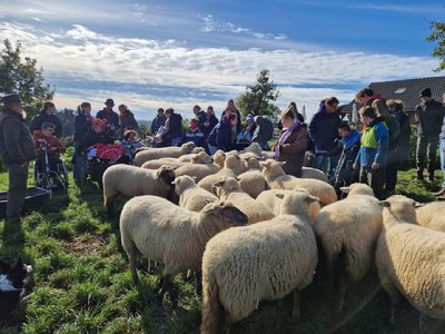 Afbeelding met buitenshuis, schaap, hemel, gras

Automatisch gegenereerde beschrijving