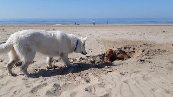 Afbeelding met lucht, buiten, strand, zoogdier

Automatisch gegenereerde beschrijving