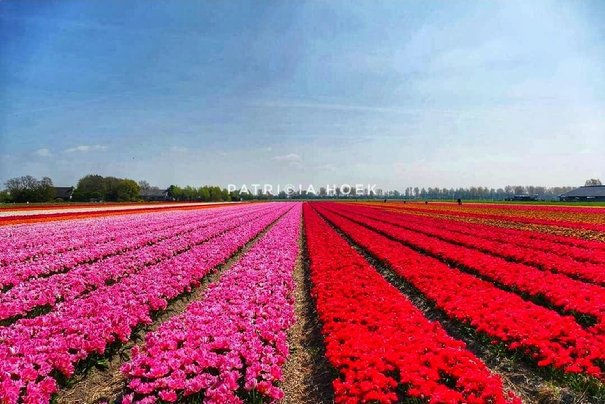 Afbeelding met gras, lucht, buiten, spoor

Automatisch gegenereerde beschrijving