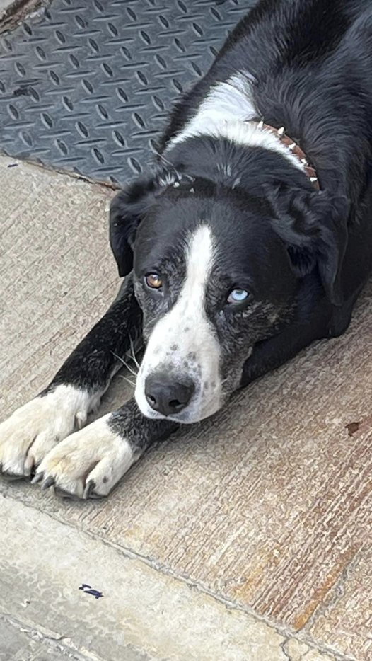 Afbeelding met zoogdier, hond, grond, Hondenras

Automatisch gegenereerde beschrijving