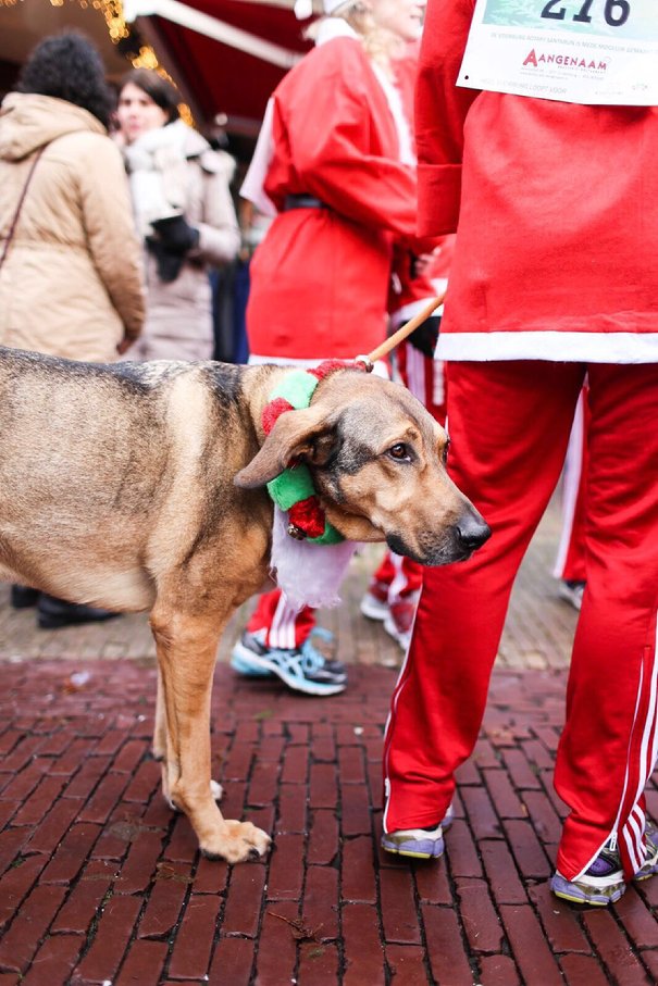 Ook twee slechtzienden en hun honden liepen mee.