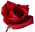 md_roos.gif (5156 bytes)